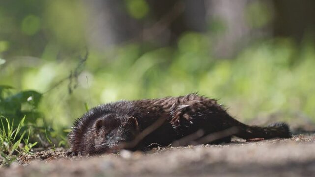 A wild mink walks along a forest path with wet fur glistening in the sun after swimming, resting on the ground and enjoying the warm sunlight.