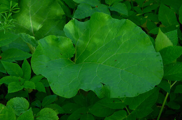 Lesser burdock (Arctium minus)