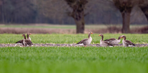 Greylags Goose On Field In Spring