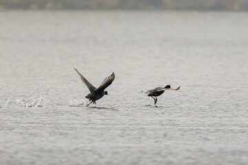 Eurasian Coot Pair's Spring Birds' Mating Rituals