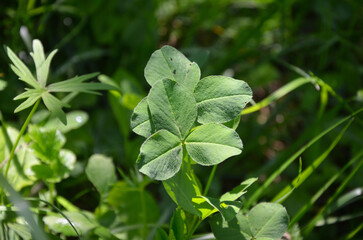 Obraz premium Creeping clover, white clover.Trifolium repens 