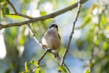 Remez Bird Sitting On Branch Close-Up View