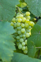 branch of grapes outdoors