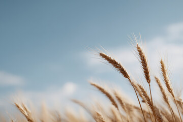 Fototapeta premium serene wheat field under clear blue sky with golden wheat ears gently swaying in morning breeze