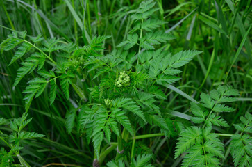 SPOTTED HEMLET – AN EXTREMELY POISONOUS PLANT
