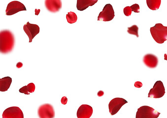 Rose petal flying petals, romantic background with realistic red flower petals flow or falling motion. Romantic background, love wedding banner copy space on white background
