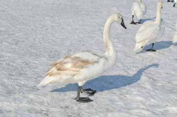 a flock of white swans on the frozen Baltic Sea