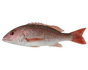 Fototapeta premium Vibrant deep sea fish with sleek body and striking red coloration, showcasing its fins and scales against transparency background. This fish represents beauty of marine life