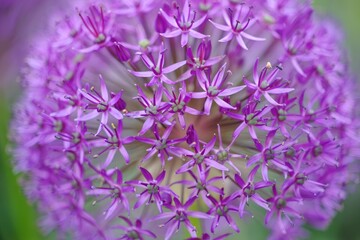 Beautiful purple allium flowers blooming in a garden during spring season