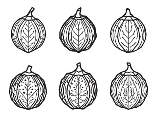 Garcinia Atroviridis Line Drawing