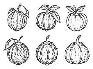 Garcinia Atroviridis Simple Art
