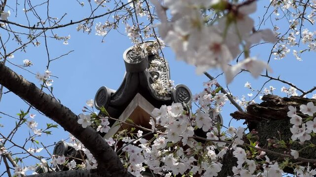 Fast slider over cherry blossoms against blue sky in Japan with typical rooftop