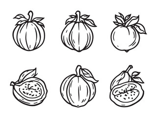 Garcinia Fruit Botanical Line Art