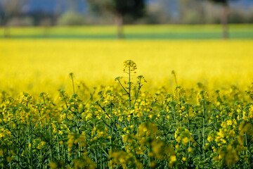 beautiful rapeseed field in a rural setting, landscape blooming canola field under a cloudy sky