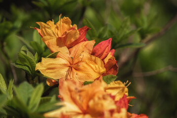 BERTIE FERRIS DAYLILY - A beautiful flowers in a city park