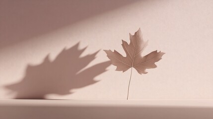 Single dried maple leaf casts a shadow on a pale pink background.