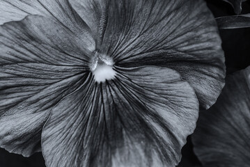PANSIES - A beautiful flowering tree in a the spa garden in Polczyn Zdroj (Poland)
