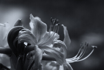 PONTIC AZALEA - A beautiful flowering in a the spa garden in Polczyn Zdroj (Poland)

