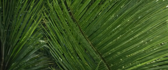 Intricate veins of a lush green palm leaf, sharp focus ,  natural,  lush