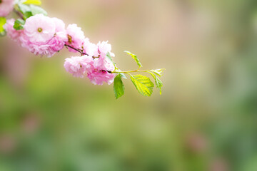 Delicate branch of blossoming cherry or sakura macro with soft focus on gentle light green...