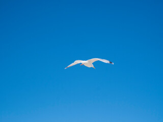Blurred Motion of a Flying Bird