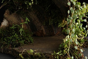 Tree bark with plants, closeup. Stylish presentation for product