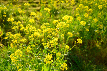 golden yellow rapeseed flowers with a blurred green background