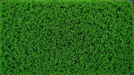 Fototapeta premium Vibrant Lawn Surface for Design