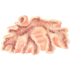 Beautiful pink watercolor coral isolated. A part of coral reef biome. Ocean life clipart element for aquarium. Hand-drawn watercolor illustration. For postcards, stickers, printing, textile design