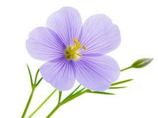 Fototapeta premium White Wine Glass and Bottle with Flax Flowers