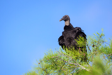Black vulture (Coragyps atratus) perched in pine tree, Everglades national park, Florida, United States.