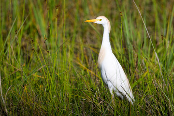 Cattle Egret (Bubulcus ibis) with breeding plumage, foraging in high grass, Big Cypress national park, Florida, United States.