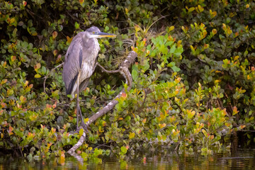 Great Blue Heron (Ardea herodias) in cypress swamp, Everglades National Park, Florida