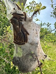 Cocon de chenilles processionnaires 