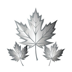 Silver maple Leaf vector art illustration.  leaves isolated on white.  leaves on white background. Collection of  maple leaf logo, icon vector design.