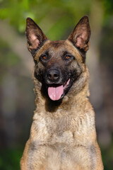 Belgian Malinois Dog Close-up Portrait with Happy Expression