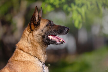 Belgian Malinois Dog Profile Portrait in Natural Setting