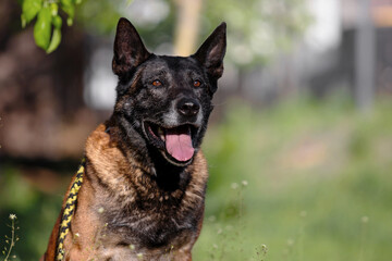 Relaxed Belgian Malinois Service Dog with Friendly Expression