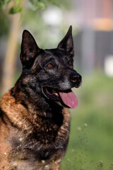 Close-up Portrait of Belgian Malinois Working Dog