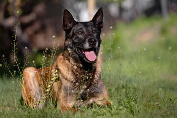 Relaxed Belgian Malinois Service Dog with Friendly Expression
