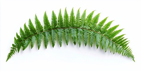 Single vibrant green fern frond isolated on white background.