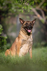 Happy Belgian Malinois Dog Sitting in Green Grass