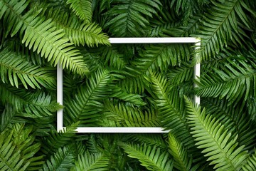 White frame on lush green fern leaves background.