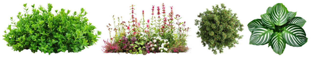 Obraz premium PNG Lush vibrant diverse garden foliage, element set on transparent background