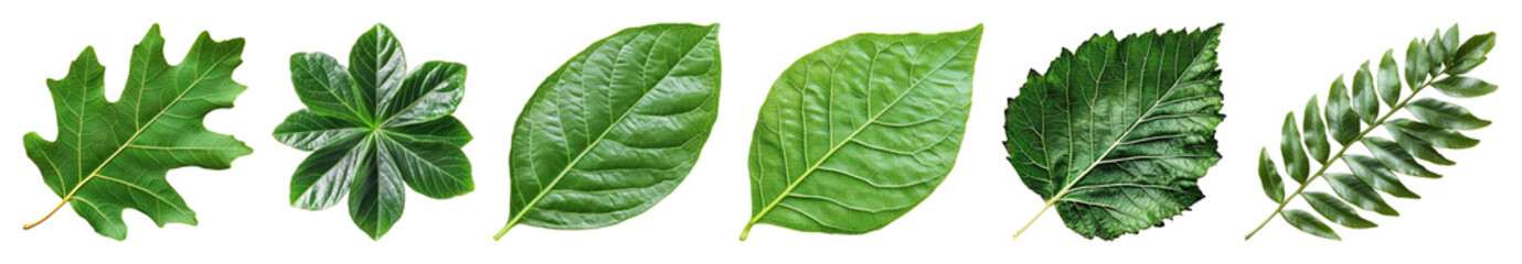 Obraz premium PNG Diverse green leaf collection, element set on transparent background