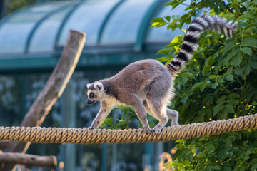 ring tailed lemur © Ijordan