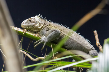 Animals of Schönbrunn Zoo, Iguana in Vienna, Austria