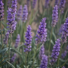 Close-up of vibrant purple lavender blooms, isolated ,  calyx,  wellness,  stock photo