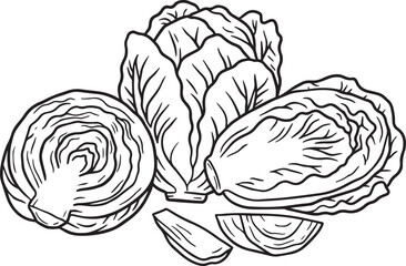 Fresh cabbage illustration line art drawing vegetable food
