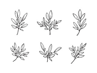 Olive Tree Leaves Line Art Collection